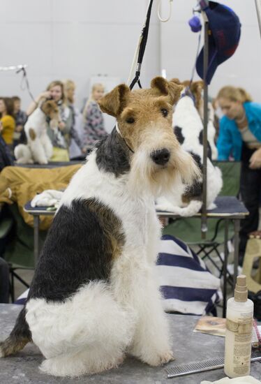Russia 2013 dog show