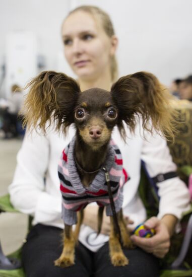 Russia 2013 dog show