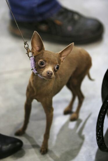 Russia 2013 dog show