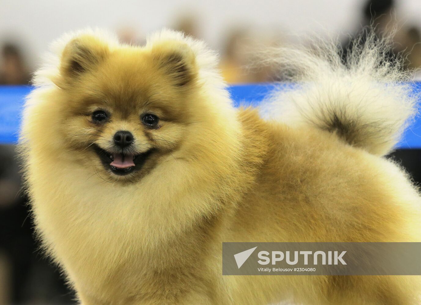 Russia 2013 dog show