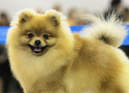 Russia 2013 dog show