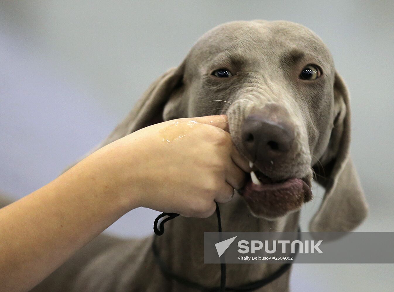 Russia 2013 dog show