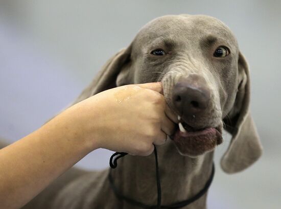 Russia 2013 dog show