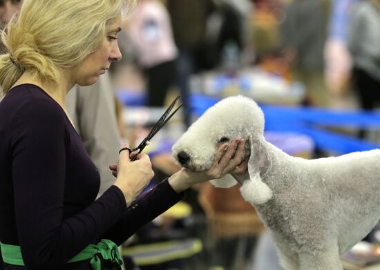 Russia 2013 dog show