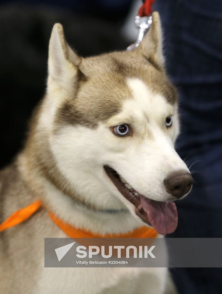 Russia 2013 dog show