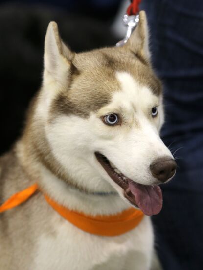 Russia 2013 dog show