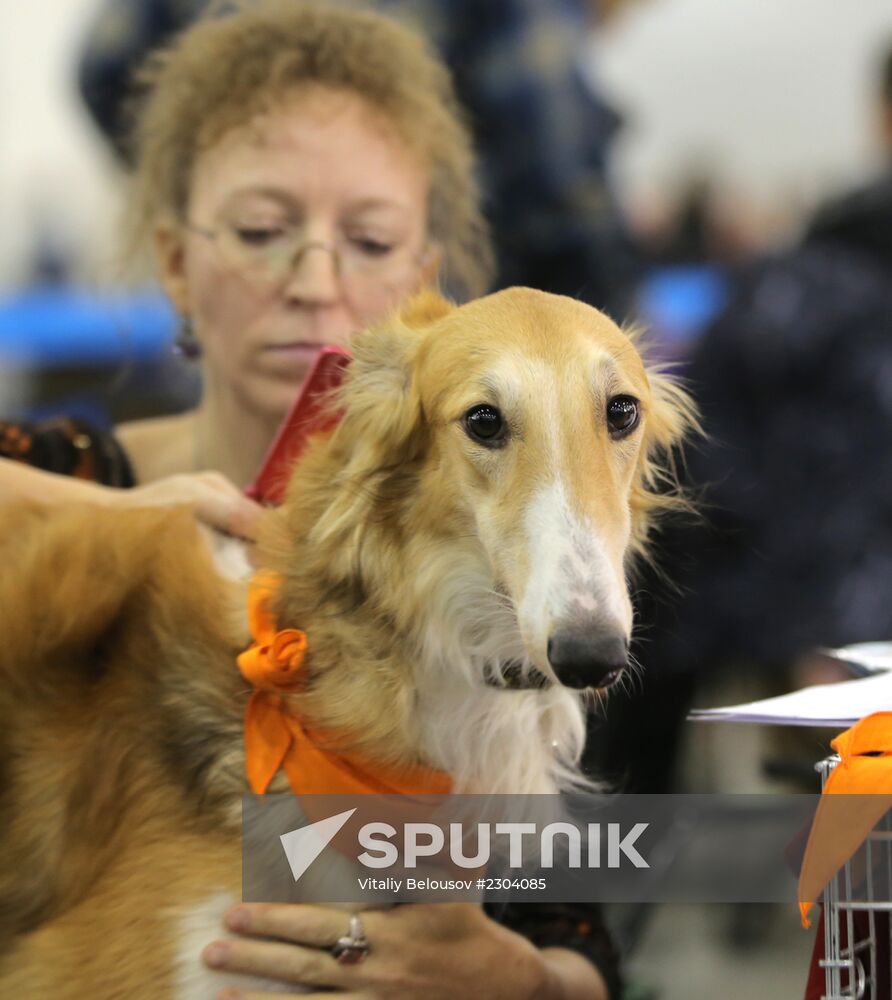 Russia 2013 dog show