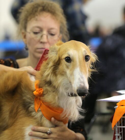 Russia 2013 dog show