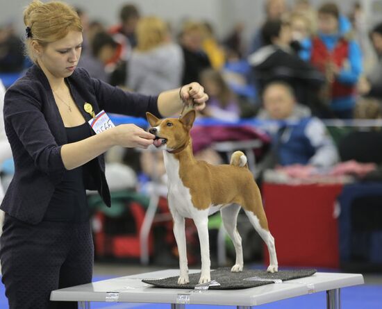 Russia 2013 dog show