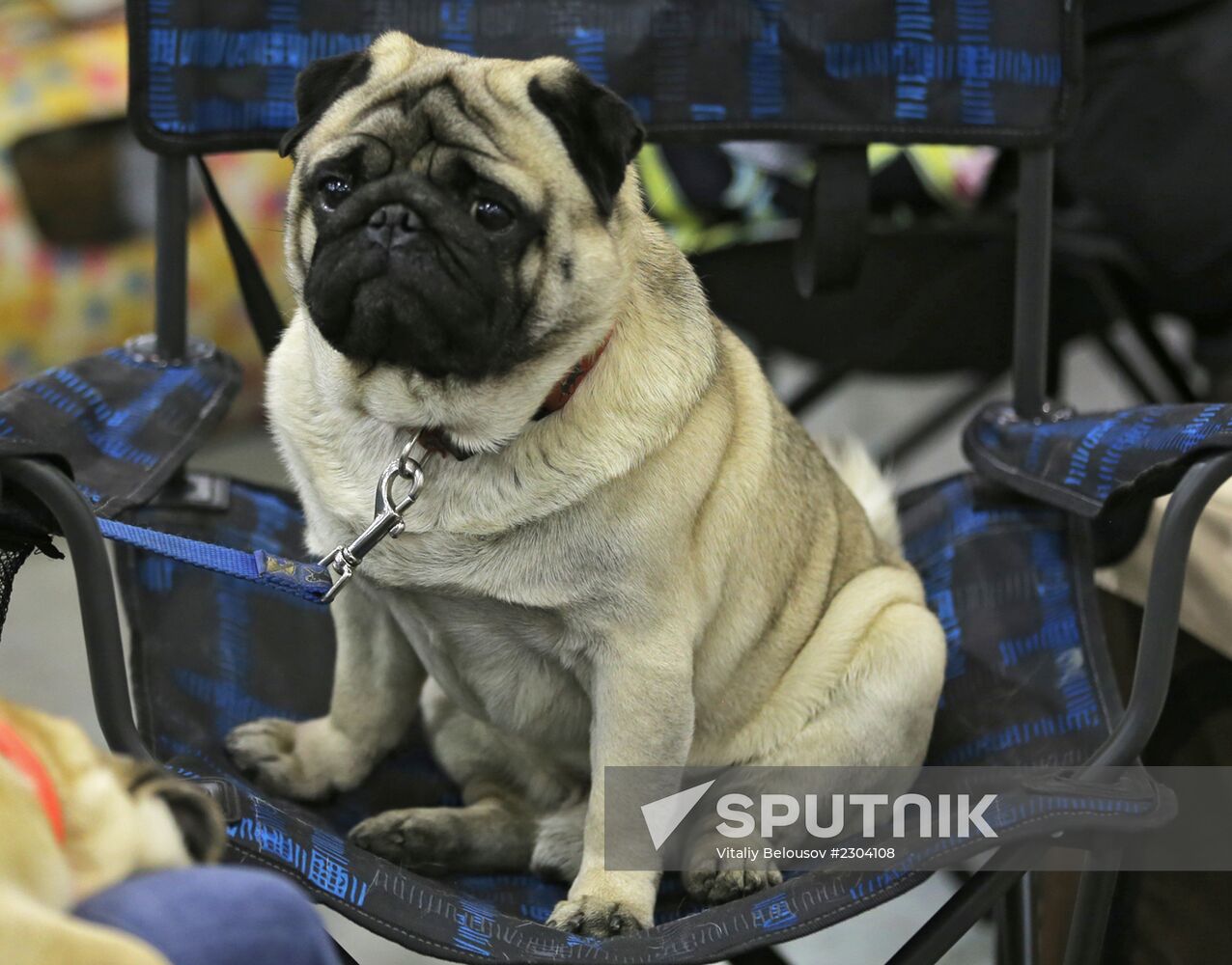 Russia 2013 dog show