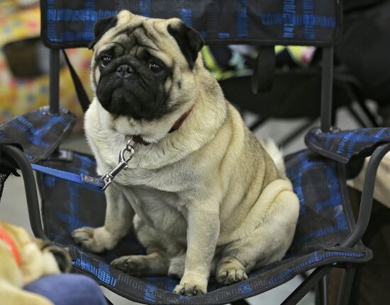 Russia 2013 dog show