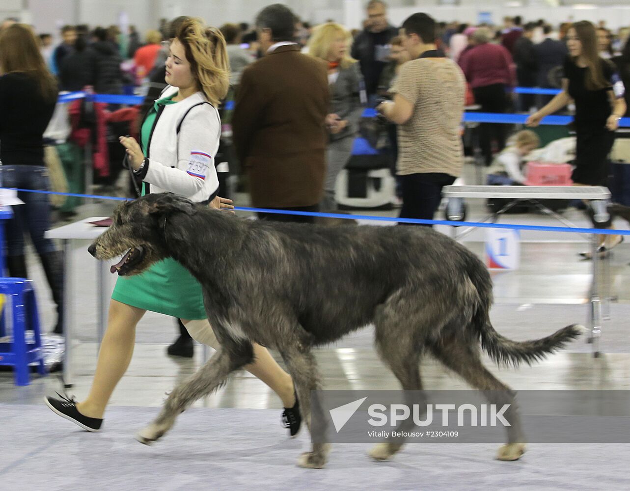 Russia 2013 dog show