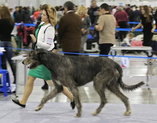 Russia 2013 dog show