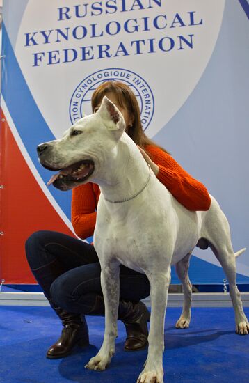 Russia 2013 dog show