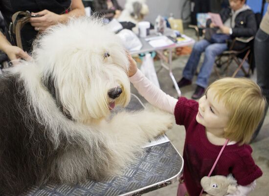 Russia 2013 dog show