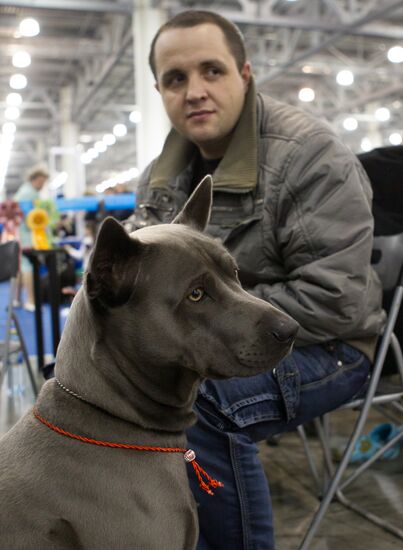 Russia 2013 dog show