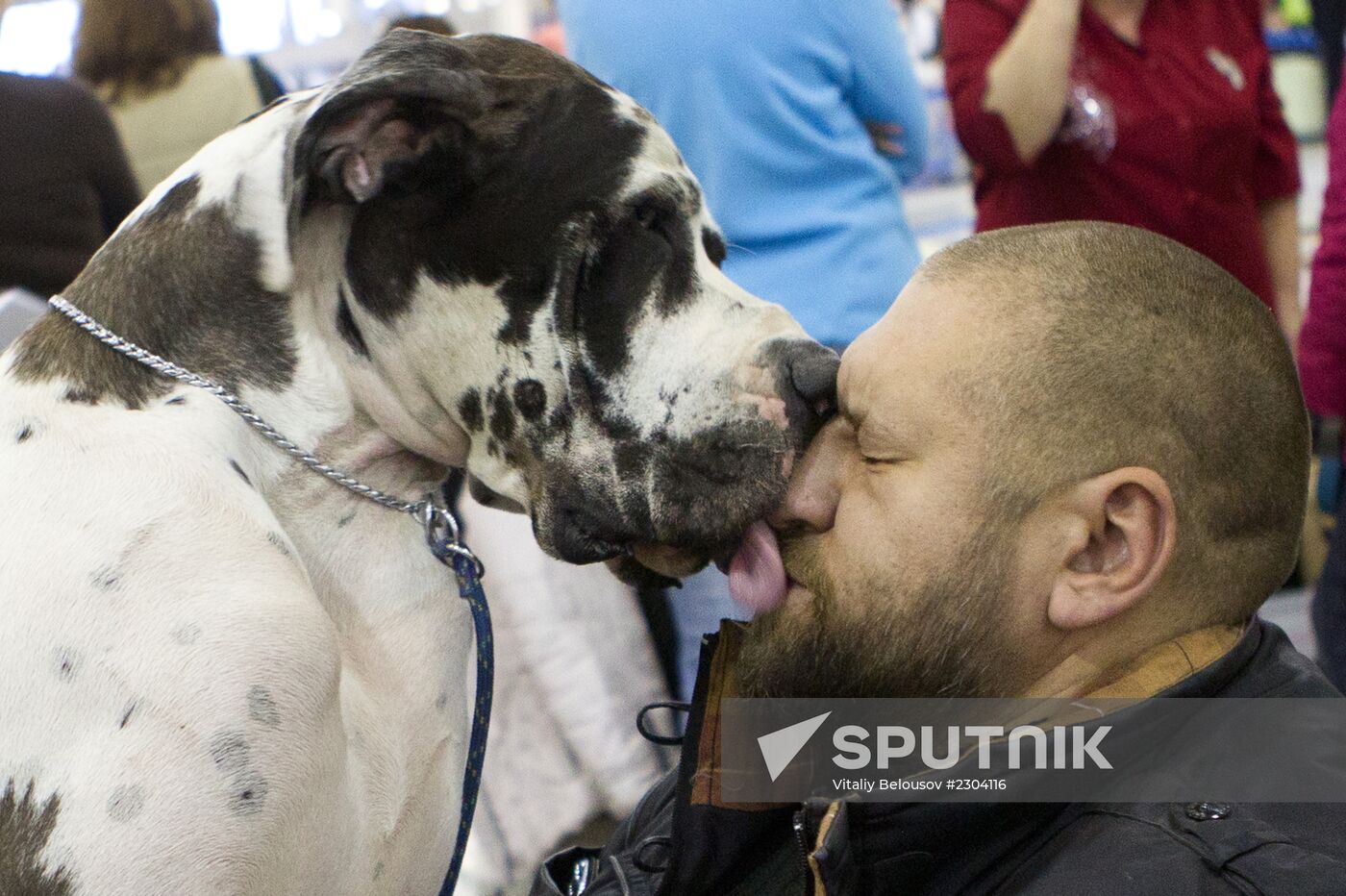 Russia 2013 dog show