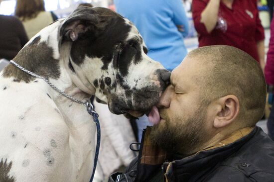 Russia 2013 dog show