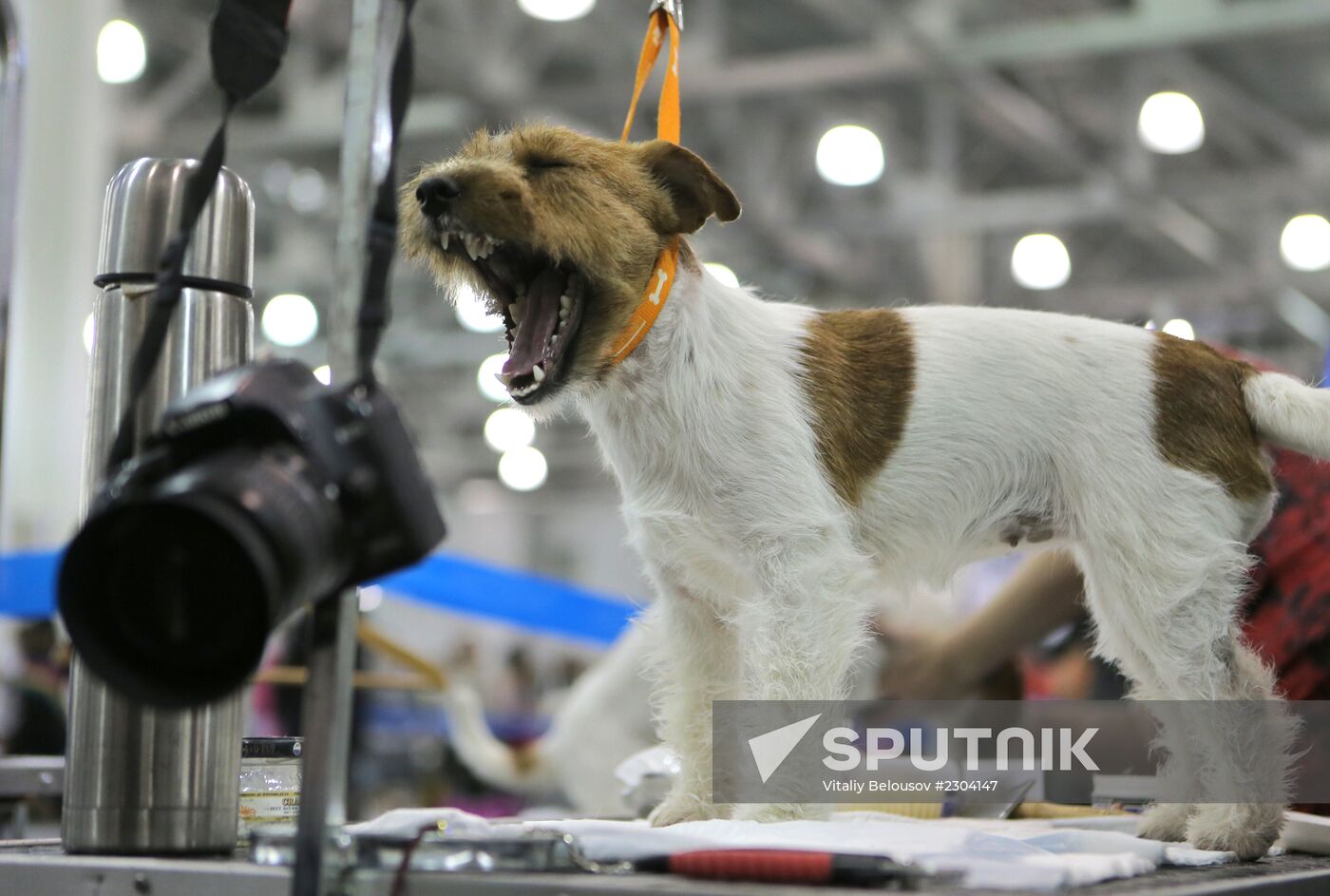 Russia 2013 dog show