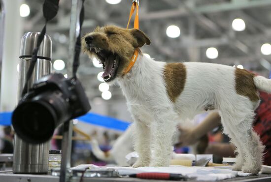Russia 2013 dog show