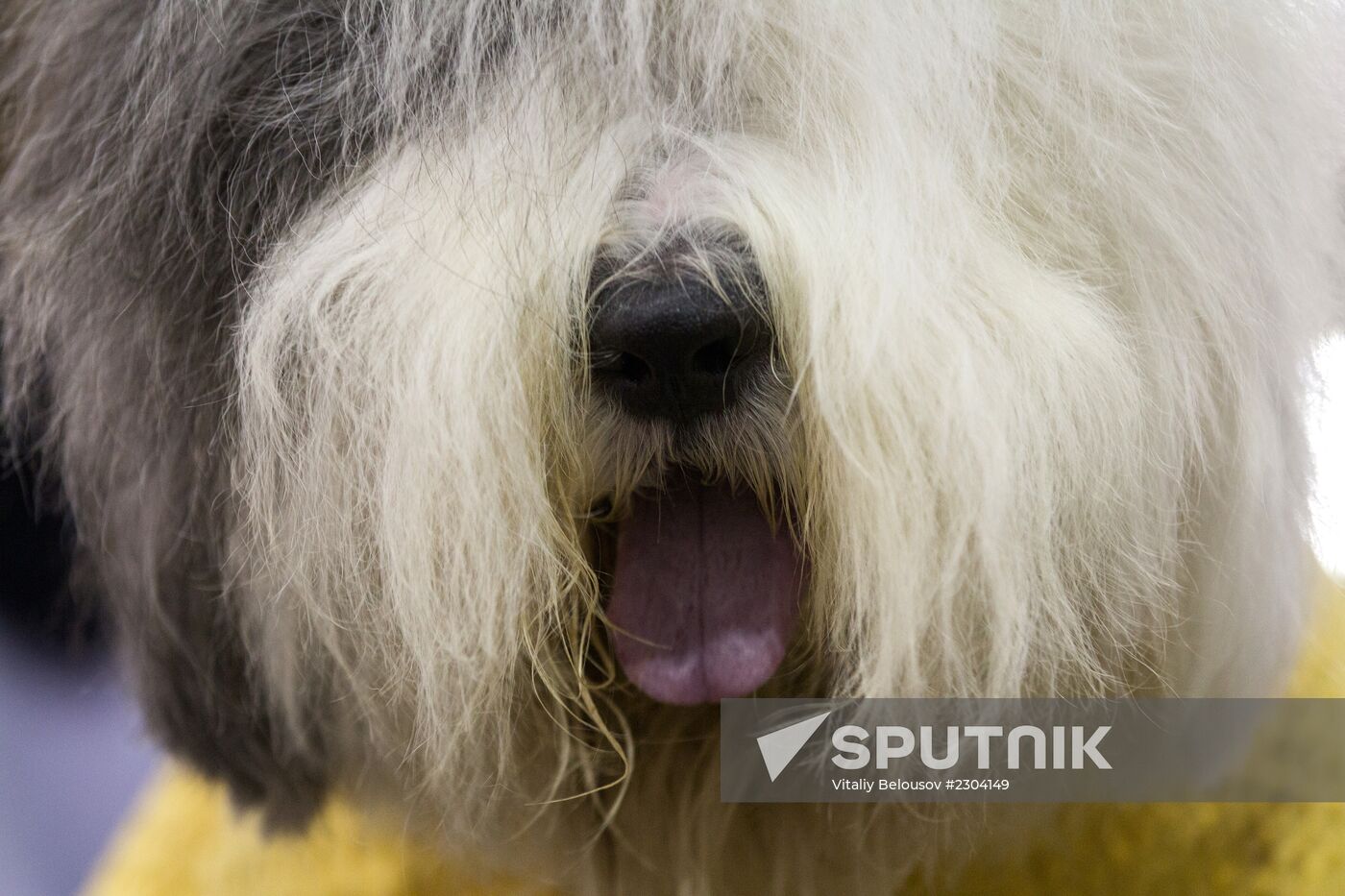Russia 2013 dog show
