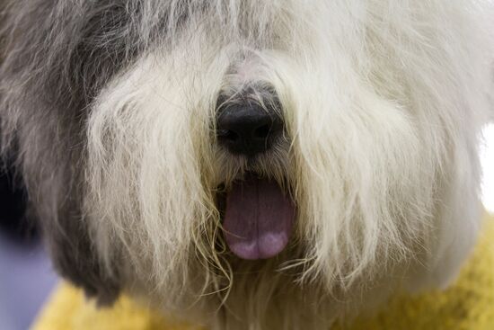 Russia 2013 dog show