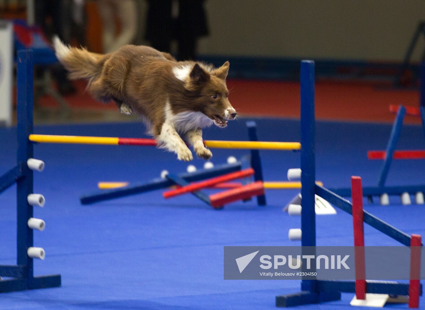 Russia 2013 dog show