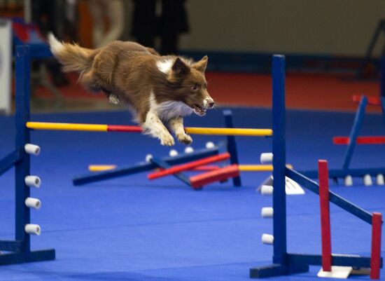 Russia 2013 dog show