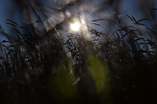 Living in Novosibirsk Region villages