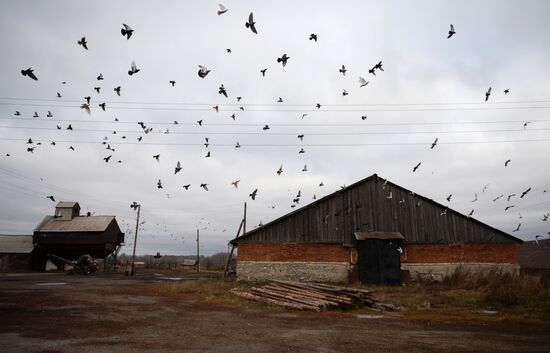 Living in Novosibirsk Region villages