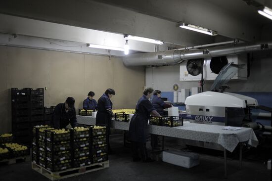 Vegetta JSC vegetable warehouse in Dolgoprudny