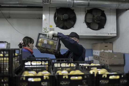 Vegetta JSC vegetable warehouse in Dolgoprudny