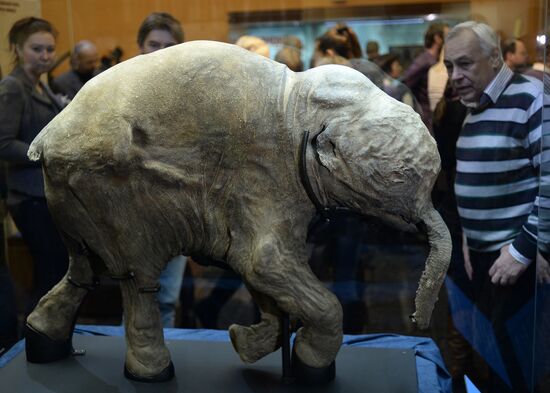 Exhibition "Mammoths Going" opens