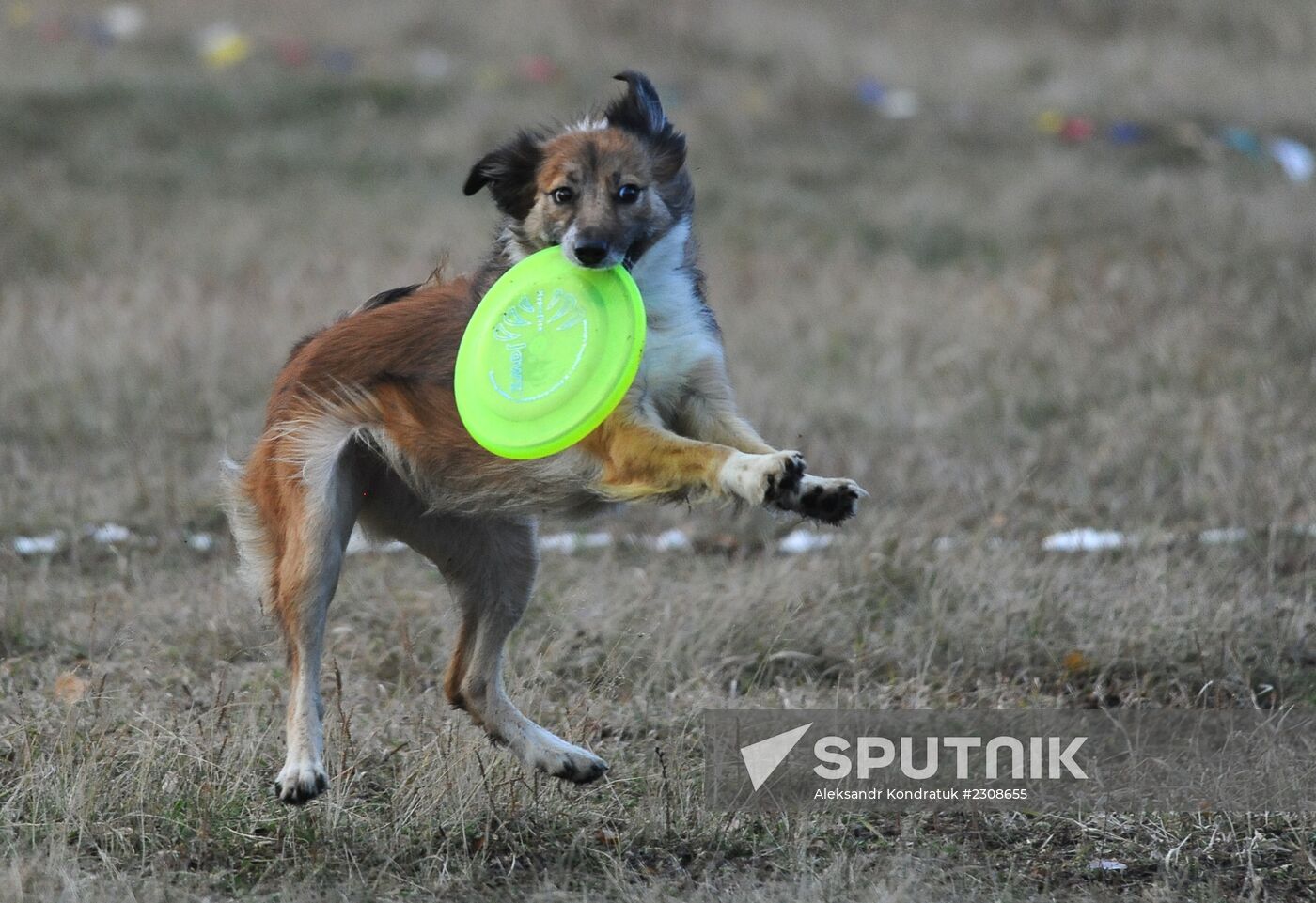 Frisbee dog competition in Chelyabinsk