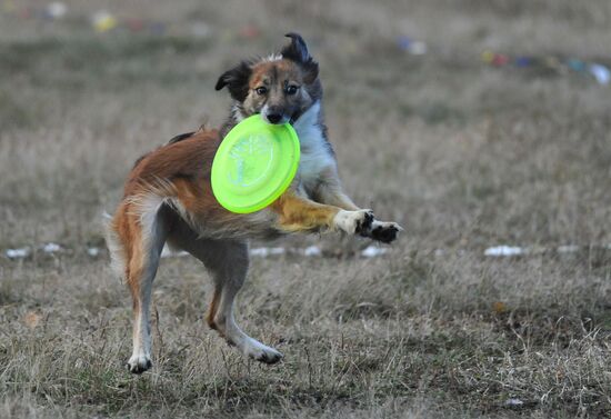 Frisbee dog competition in Chelyabinsk