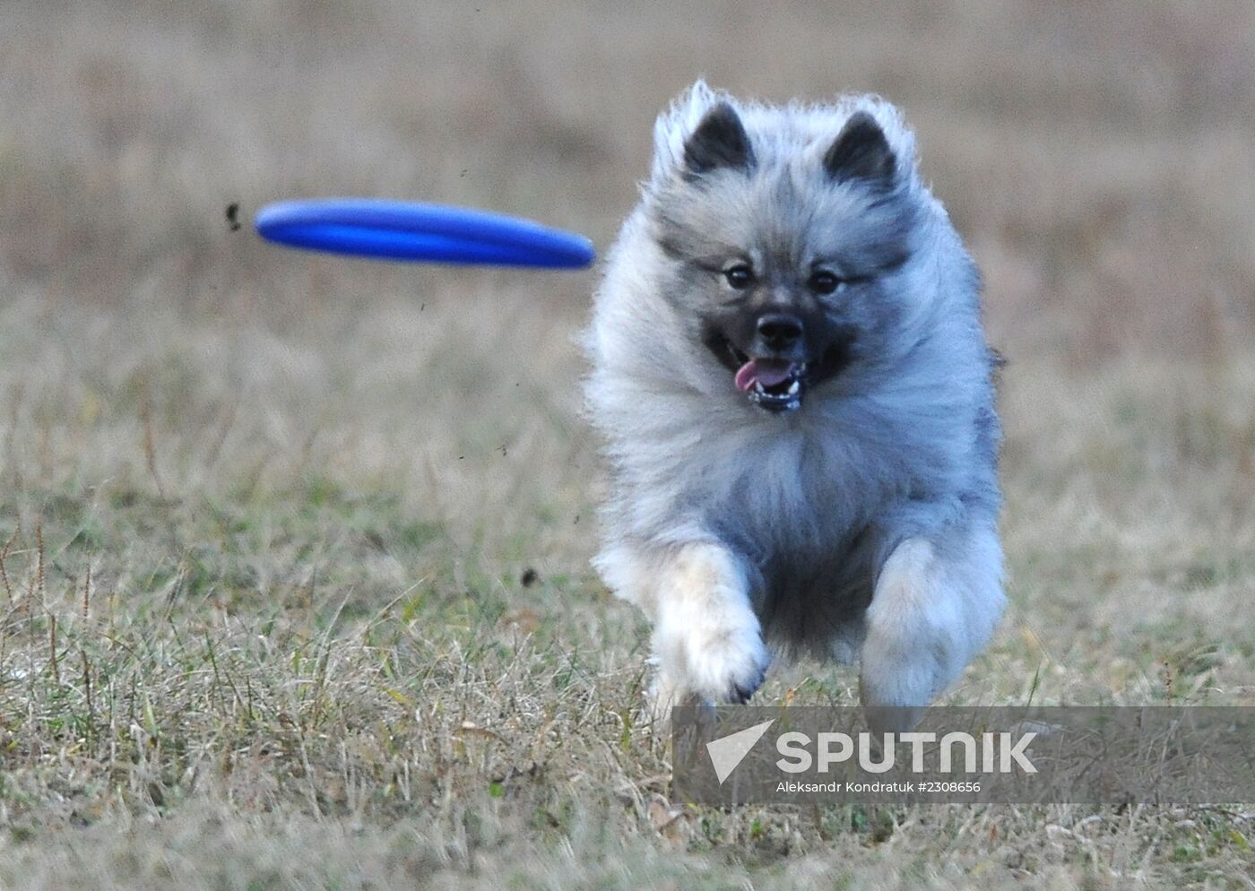 Frisbee dog competition in Chelyabinsk