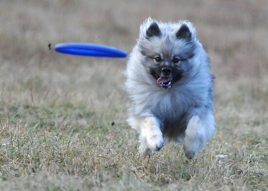 Frisbee dog competition in Chelyabinsk