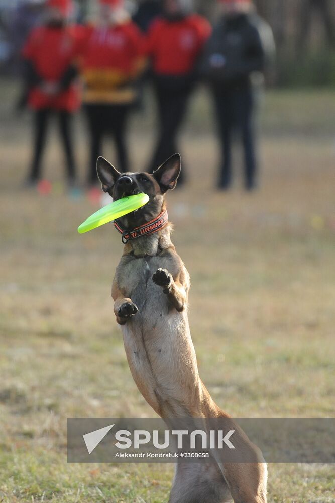 Frisbee dog competition in Chelyabinsk