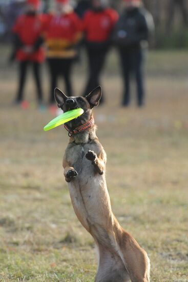 Frisbee dog competition in Chelyabinsk