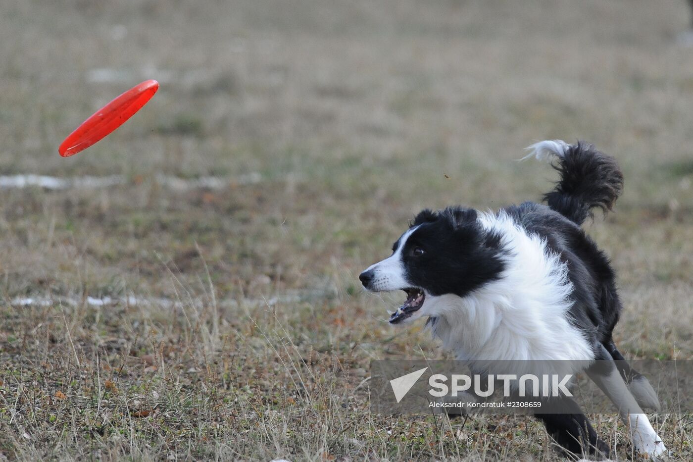 Frisbee dog competition in Chelyabinsk