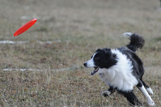 Frisbee dog competition in Chelyabinsk