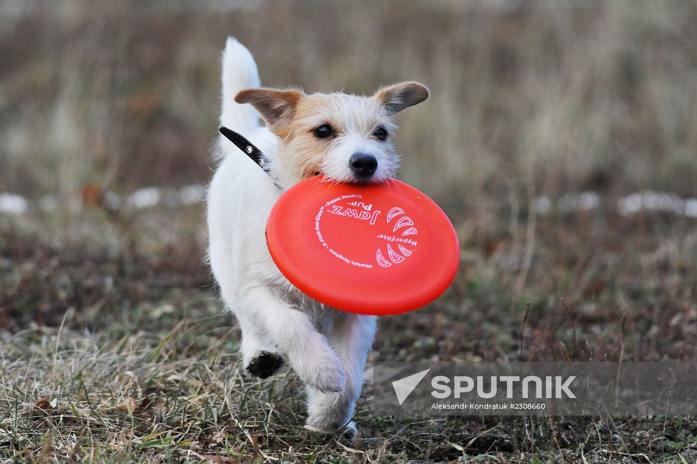 Frisbee dog competition in Chelyabinsk