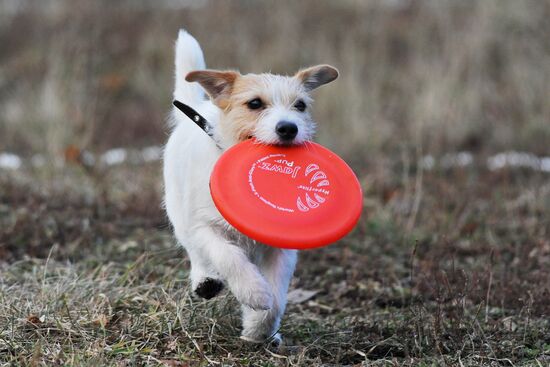 Frisbee dog competition in Chelyabinsk