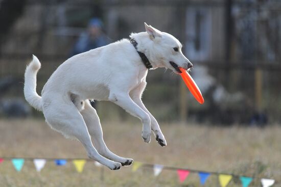 Frisbee dog competition in Chelyabinsk
