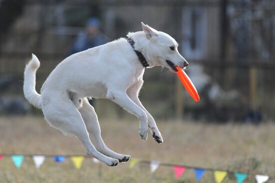 Frisbee dog competition in Chelyabinsk