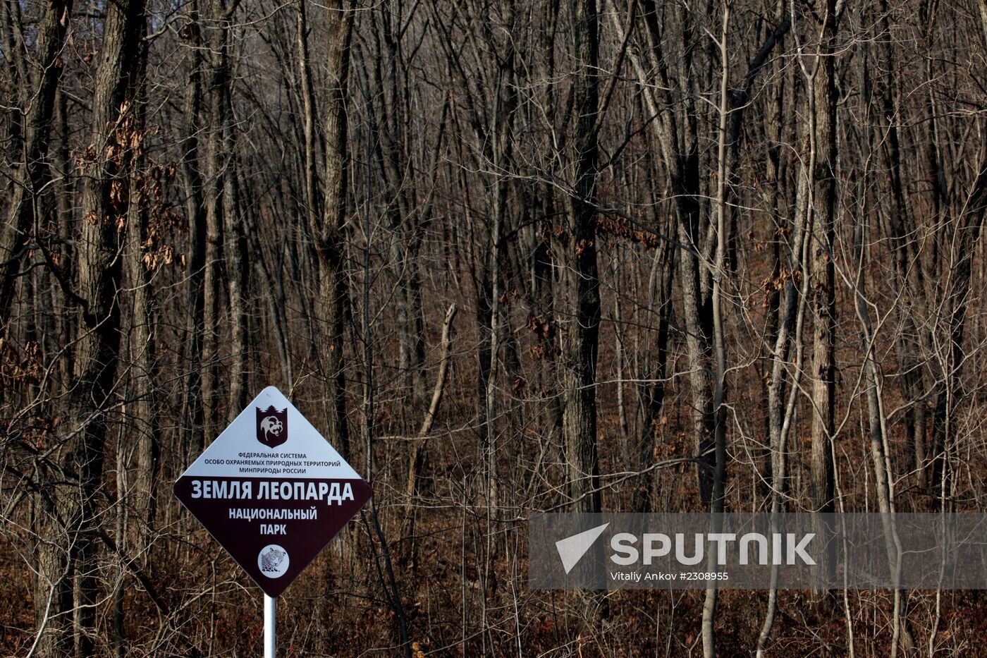 Land of the Leopard National Park in Primorye