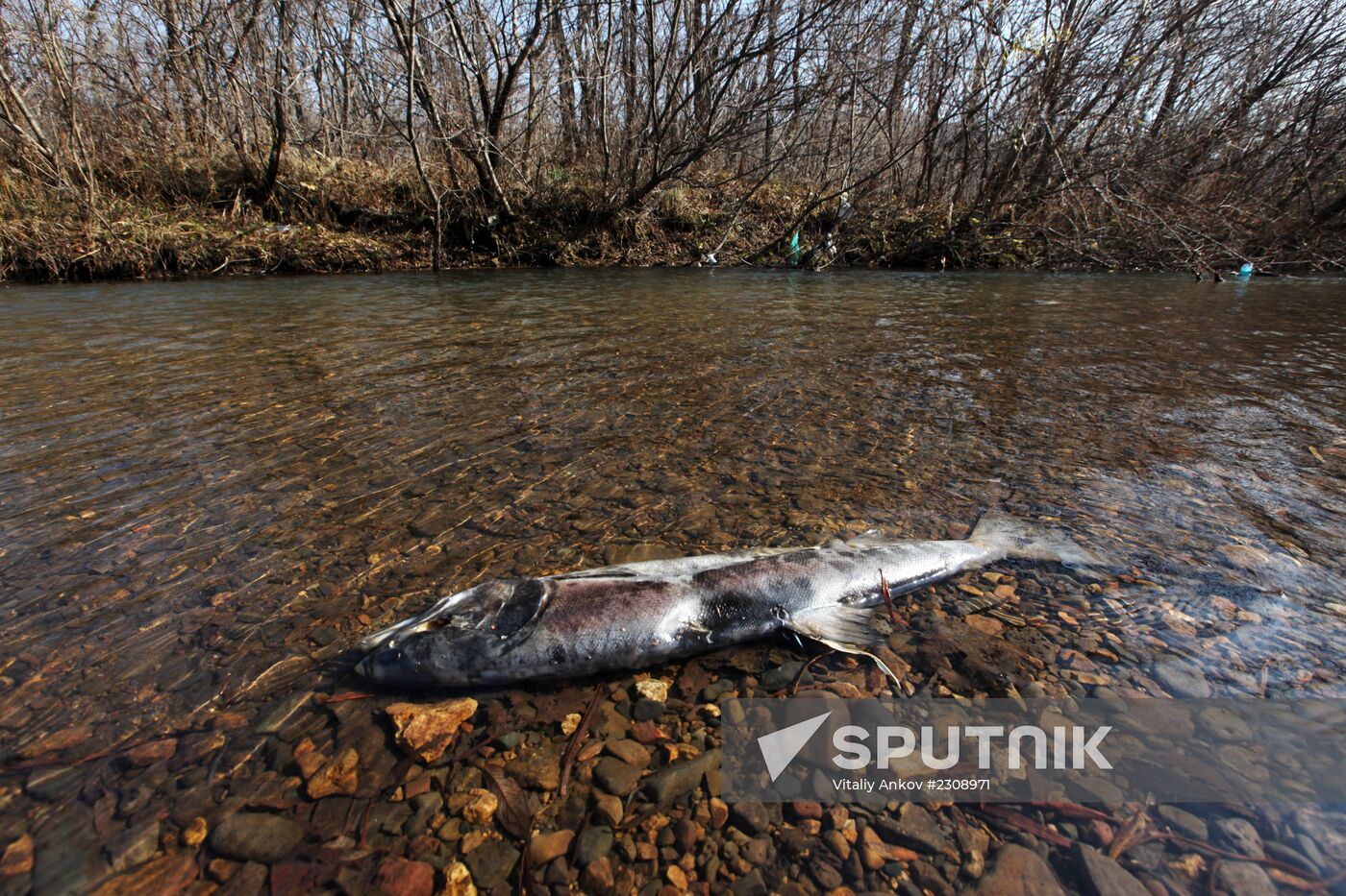 Land of the Leopard National Park in Primorye