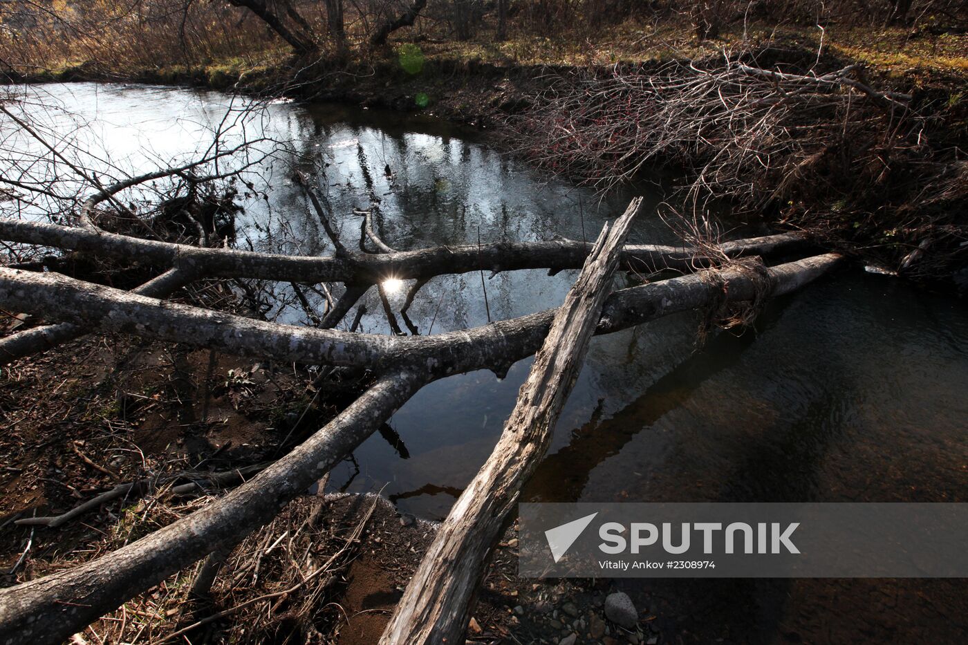 Land of the Leopard National Park in Primorye