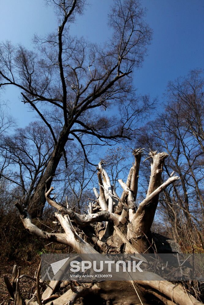Land of the Leopard National Park in Primorye