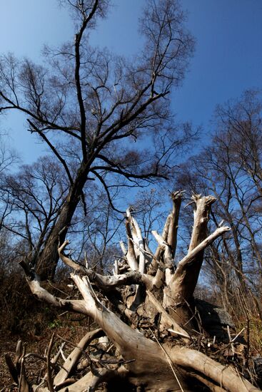 Land of the Leopard National Park in Primorye